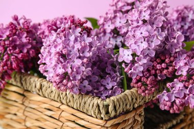 Güzel leylak çiçekli sepet, yakın plan.