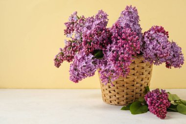 Renk arkaplan üzerinde çiçek açan leylak dalları olan sepet