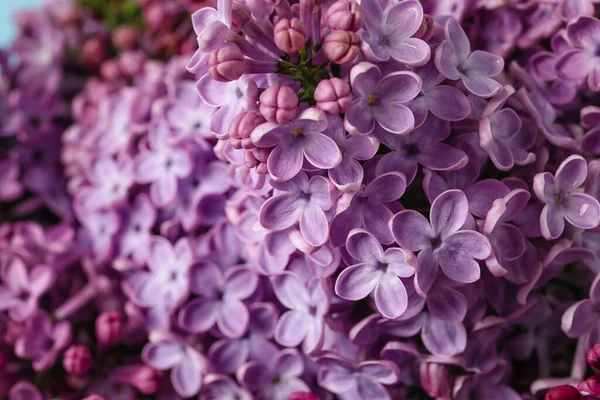 Aromatische Lila Bloemen Als Achtergrond Close — Stockfoto
