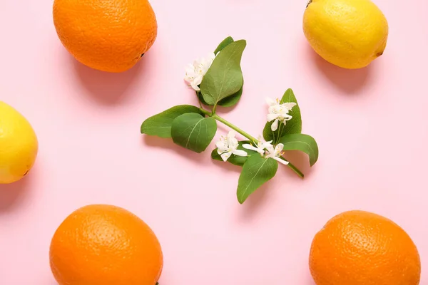 Oranges Lemons Blooming Branch Pink Background — Stock Photo, Image