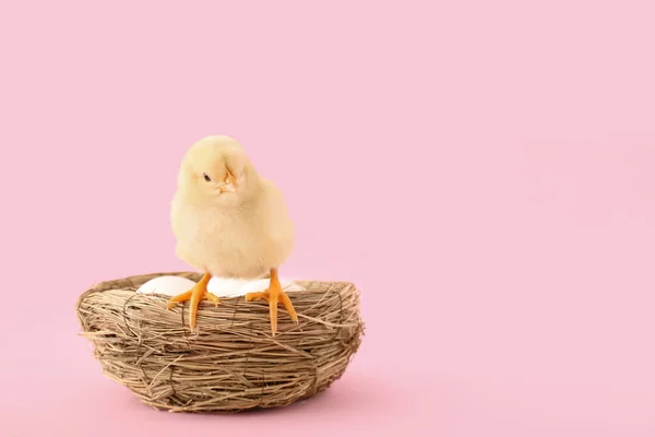 Nest Eggs Cute Little Chick Pink Background — Stock Photo, Image