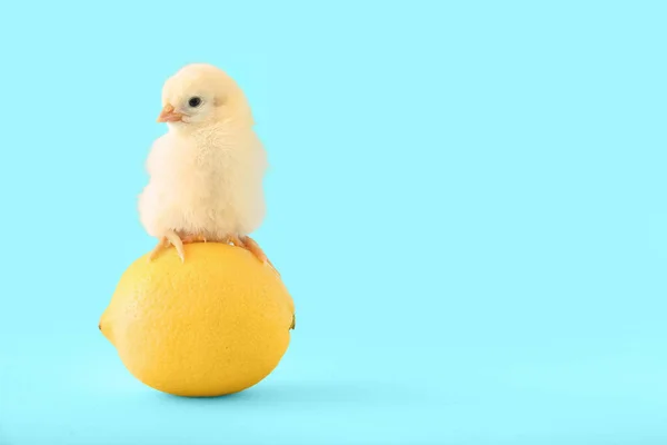 Cute Little Chick Lemon Blue Background — Stock Photo, Image