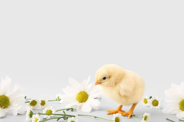 Cute Little Chick Chamomile Flowers Grey Background — Stock Photo, Image