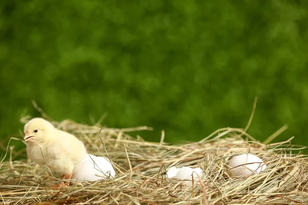Гніздо Милою Маленькою Ципочкою Яйцями Відкритому Повітрі — стокове фото