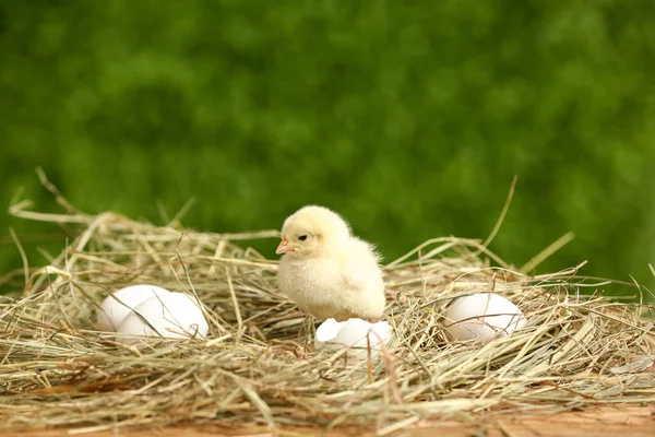 Nest Cute Little Chick Eggs Outdoors — Stock Photo, Image