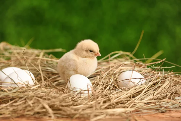 Nest with cute little chick and eggs outdoors