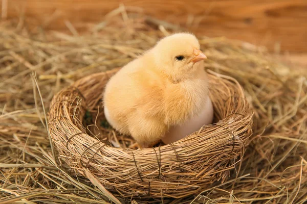巢与可爱的小鸡和蛋 特写镜头 — 图库照片