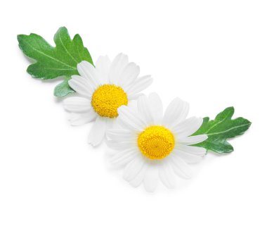 Beyaz arka planda izole edilmiş güzel papatya çiçekleri