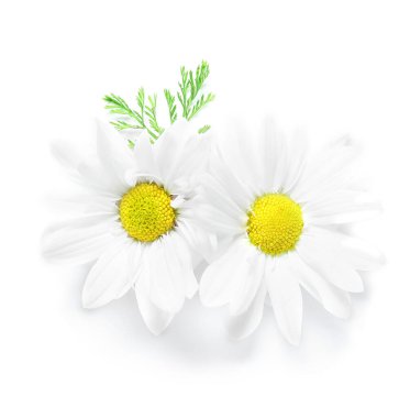 Beyaz arka planda izole edilmiş güzel papatya çiçekleri