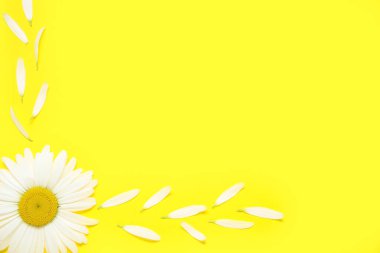 Güzel papatya çiçekli kompozisyon ve sarı arka planda taç yaprakları