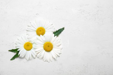 Taze papatya çiçekleri ve açık arkaplanda yaprakları olan kompozisyon