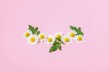 Güzel papatya çiçekleri ve pembe arka planda yaprakları olan kompozisyon