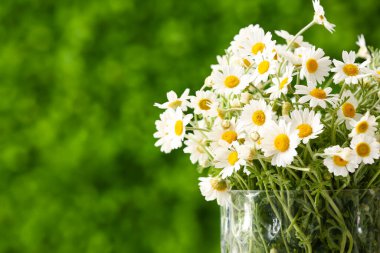 Glass vase with beautiful chamomile flowers outdoors clipart