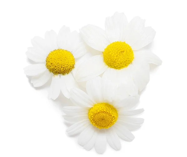 Όμορφα Λουλούδια Χαμομηλιού Απομονωμένα Λευκό Φόντο — Φωτογραφία Αρχείου