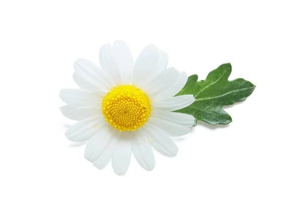 Belle Fleur Camomille Isolée Sur Fond Blanc — Photo