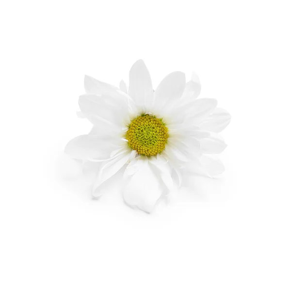 stock image Beautiful chamomile flower isolated on white background