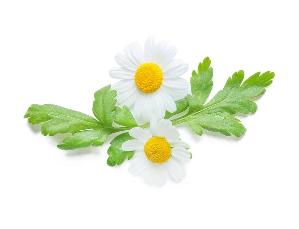 Összetétel Gyönyörű Kamilla Virágok Levelek Fehér Alapon — Stock Fotó