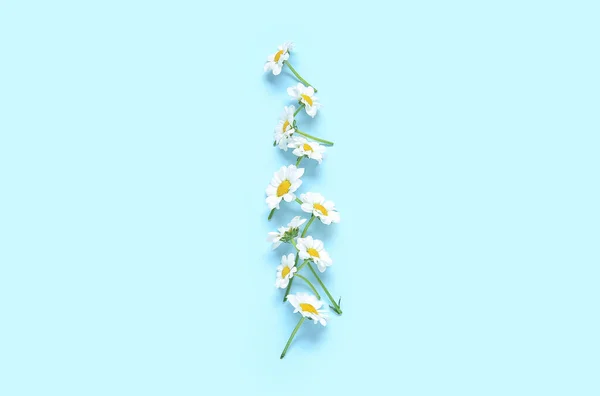 Renk Arkaplanında Taze Papatya Çiçekleri Olan Kompozisyon — Stok fotoğraf