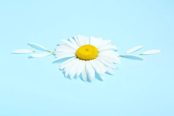 stock image Composition with beautiful chamomile flower and petals on color background