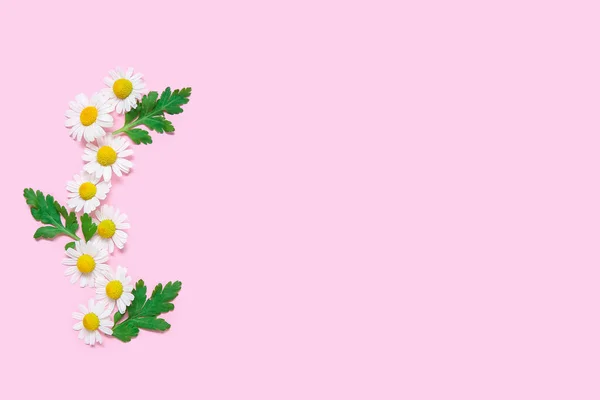Σύνθεση Όμορφα Λουλούδια Χαμομηλιού Και Φύλλα Ροζ Φόντο — Φωτογραφία Αρχείου