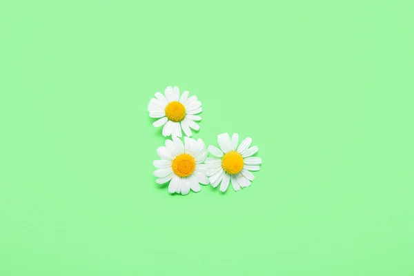 Yeşil Arka Planda Taze Papatya Çiçekleri — Stok fotoğraf