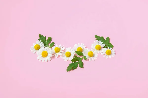 Összetétel Gyönyörű Kamilla Virágok Levelek Rózsaszín Alapon — Stock Fotó