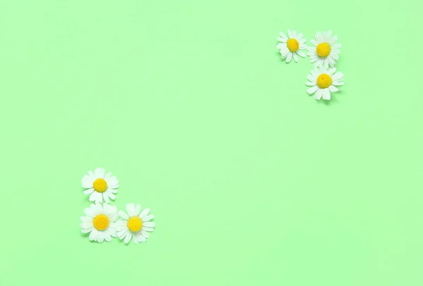 Yeşil Arka Planda Taze Papatya Çiçekleri Olan Kompozisyon — Stok fotoğraf