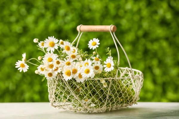 Koszyk Pięknymi Kwiatami Rumianku Białym Stole Świeżym Powietrzu — Zdjęcie stockowe
