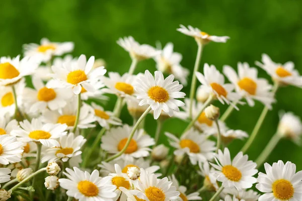Beautiful Chamomile Flowers Outdoors Closeup — Stock Photo, Image