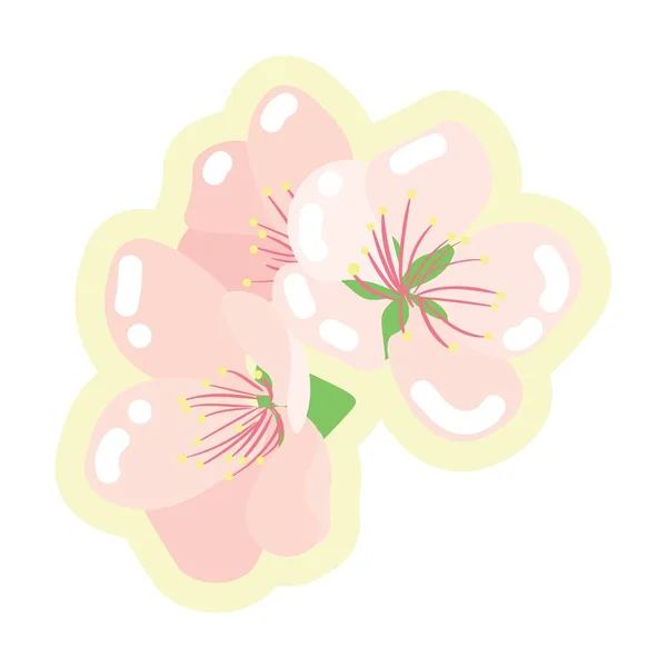 Krásné Broskvové Květy Bílém Pozadí — Stockový vektor