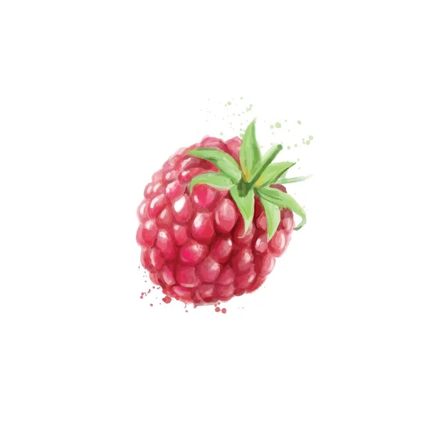 Ripe Drawn Raspberry White Background — Stock Vector
