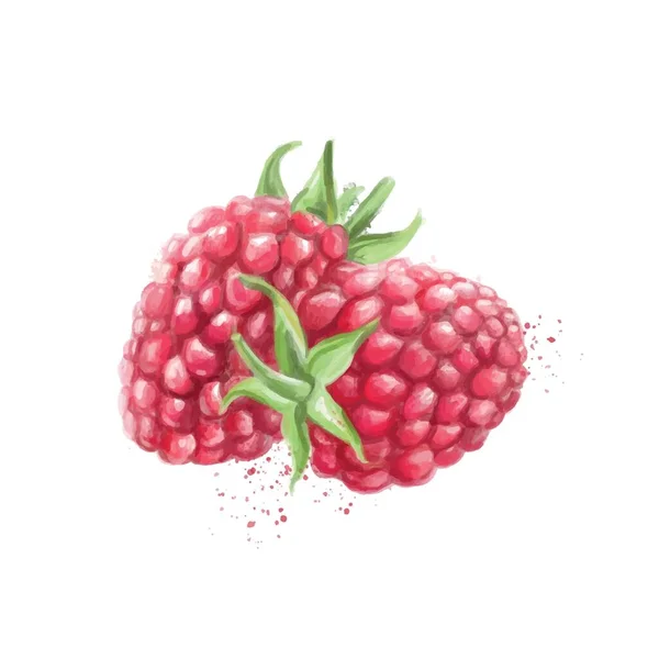 Ripe Raspberry Digambar Pada Latar Belakang Putih - Stok Vektor