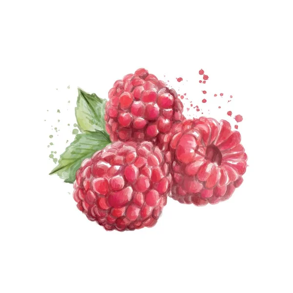Ripe Painted Raspberries White Background — Stock Vector