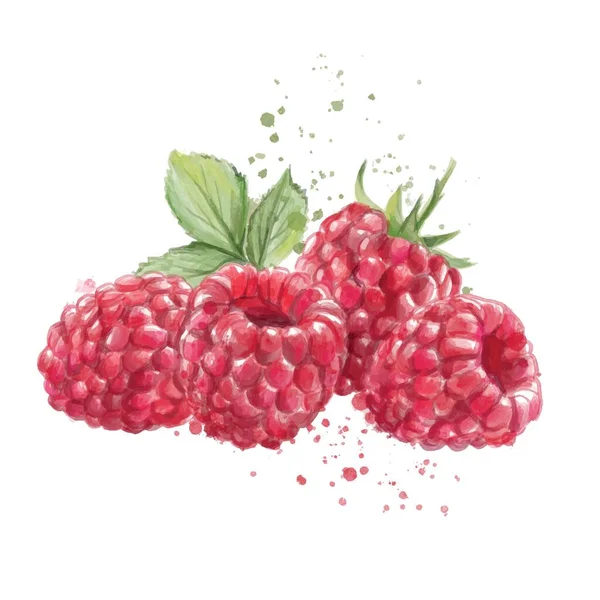 Ripe Raspberry Dicat Pada Latar Belakang Putih - Stok Vektor