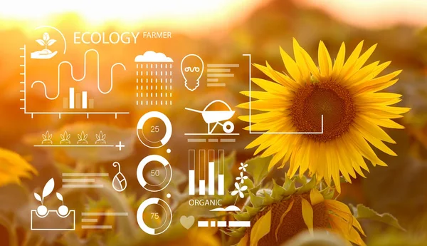 Girasol Campo Iconos Aplicación Iot Concepto Agricultura Inteligente —  Fotos de Stock