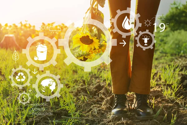 Landwirt Mit Sonnenblumen Auf Dem Feld Konzept Der Intelligenten Landwirtschaft — Stockfoto