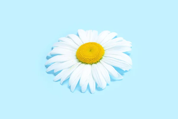 Frische Kamillenblüte Auf Farbigem Hintergrund — Stockfoto