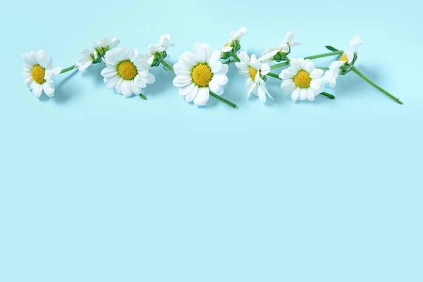 Composition Fresh Chamomile Flowers Color Background — Stock Photo, Image