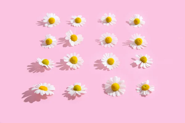 Pembe Arka Planda Güzel Papatya Çiçekleri Olan Kompozisyon — Stok fotoğraf