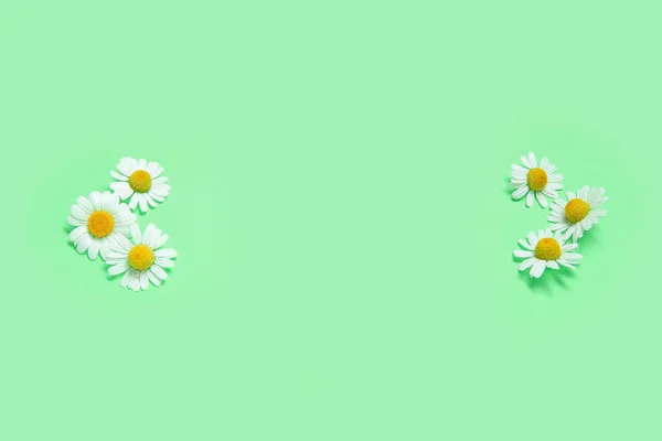 Komposition Mit Frischen Kamillenblüten Auf Grünem Hintergrund — Stockfoto