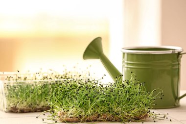 Masada taze mikro yeşil