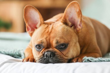 Şirin Fransız bulldog evde yatakta uzanıyor, yakın plan.