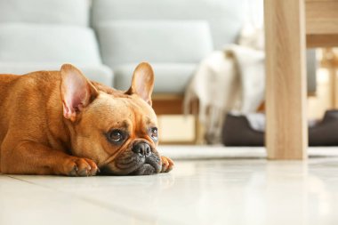 Şirin Fransız bulldog evde yerde yatıyor, yakın plan.