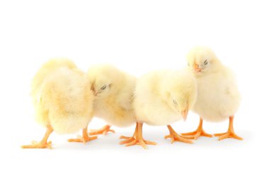 Beyaz arka planda sevimli küçük piliçler