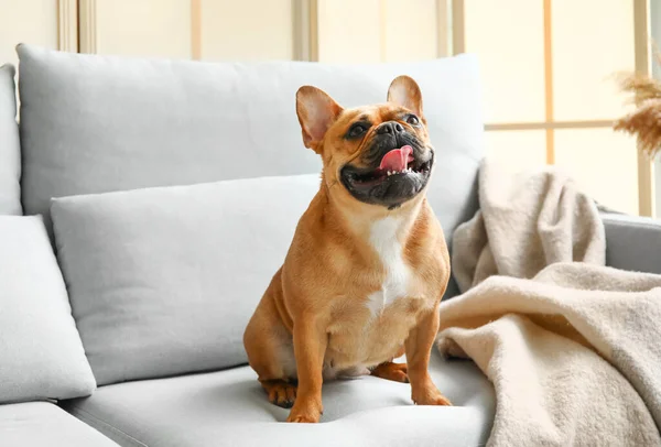 stock image Cute French bulldog sitting on sofa at home