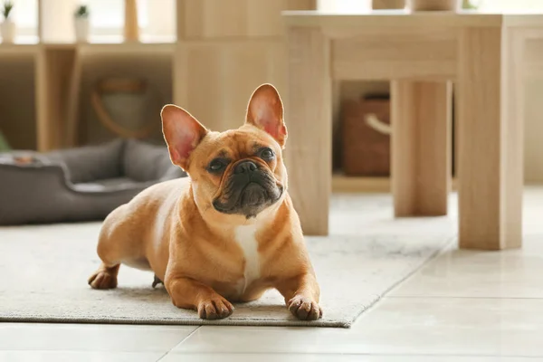 Anjing Bulldog Perancis Yang Lucu Terbaring Karpet Rumah — Stok Foto