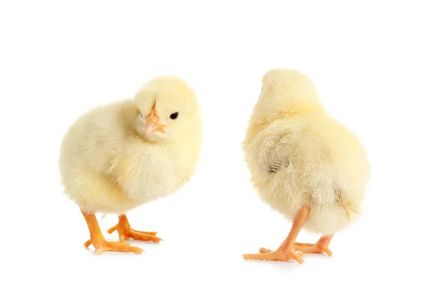Cute Little Chicks White Background — стоковое фото
