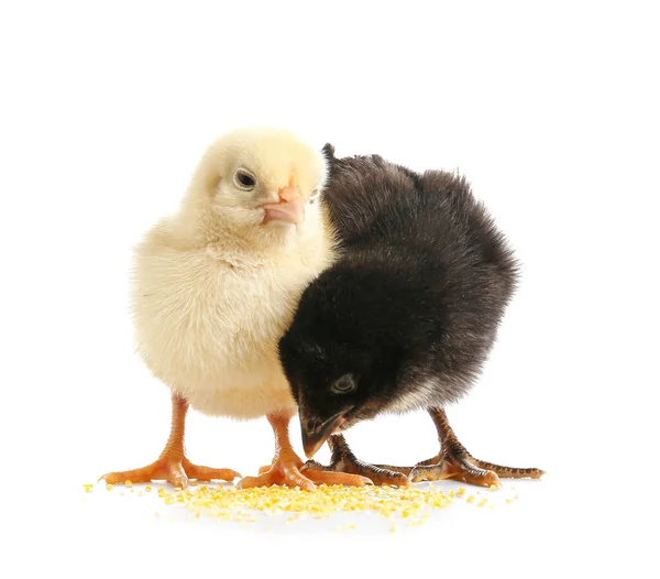 Cute Little Chicks White Background — стоковое фото