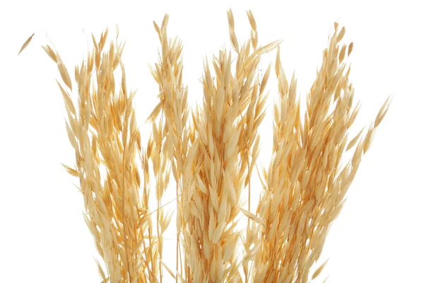 白色背景的干燕麦小穗 — 图库照片