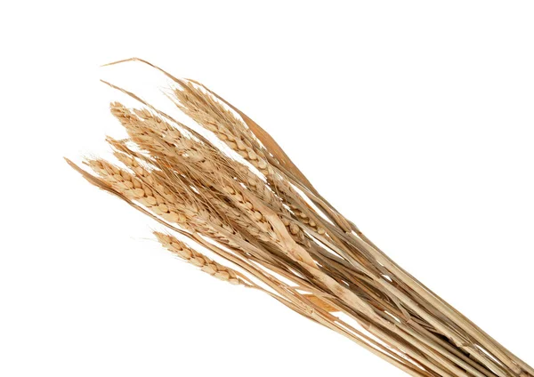 白い背景に乾燥した小麦の小穂 クローズアップ — ストック写真